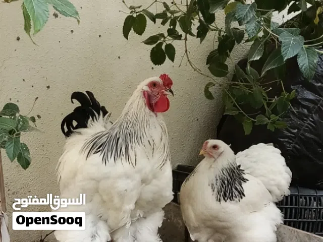 زوج ديج و دجاجه براهما دكتور للبيع