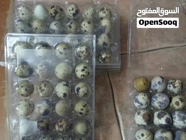 بيض فري سمان