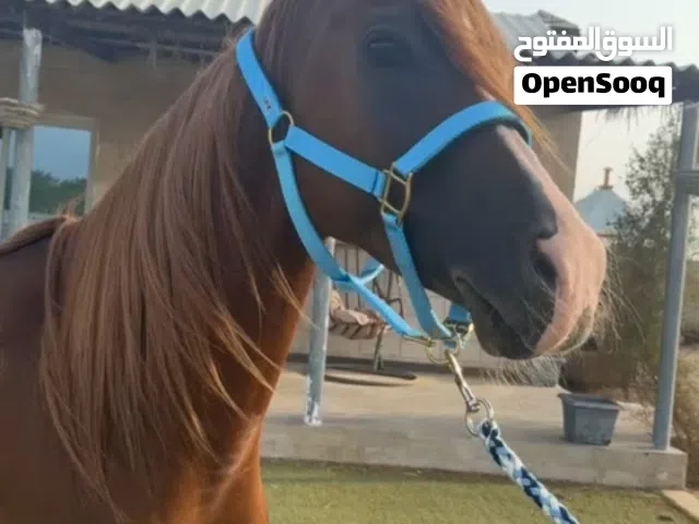 فحل للبيع.
