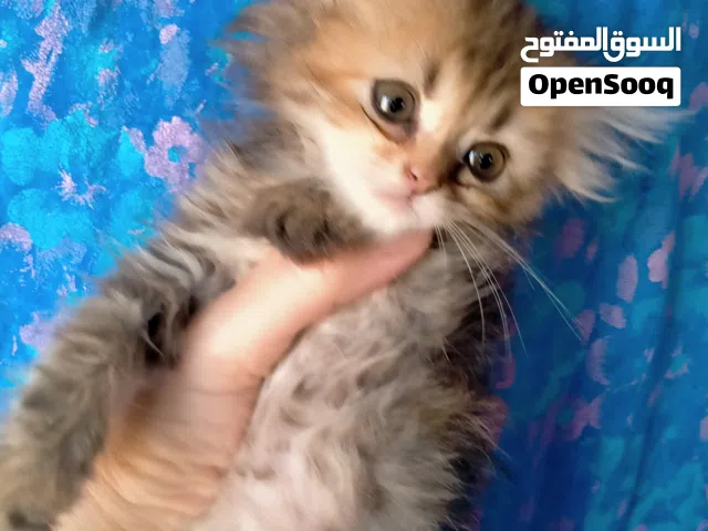 قطه شيرازي بيور للبيع عندها 45 يوم