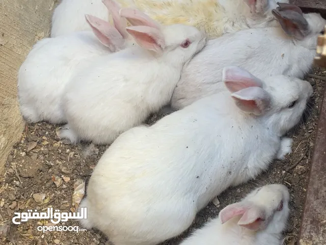جوز ارانب بلدي مع ولادهم