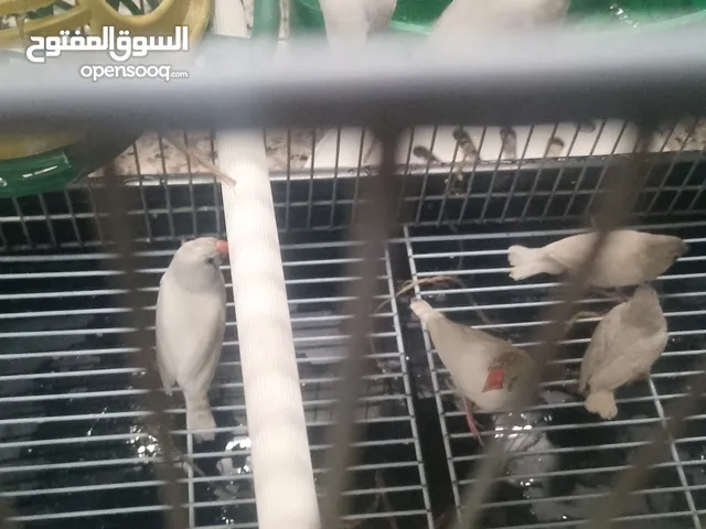 جوزين جنه مع ثلاث فراخ وقفص ثلاث معالف