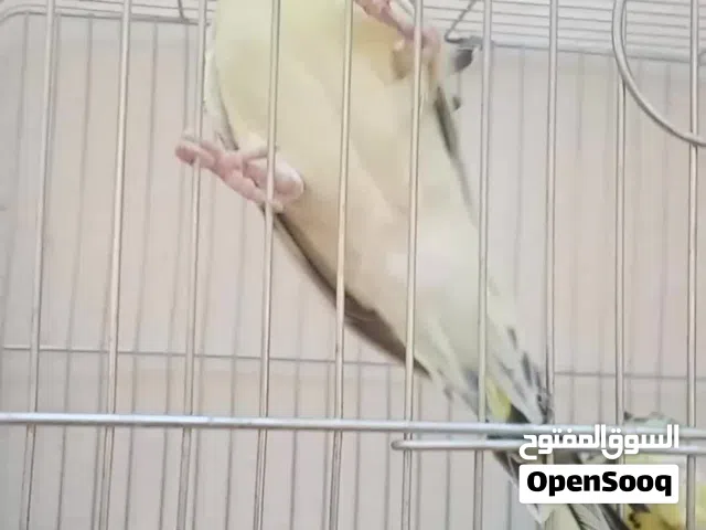 للبيع او للبدل جوز تكساس هوقو رومو اول خيرو شوف الفيديو