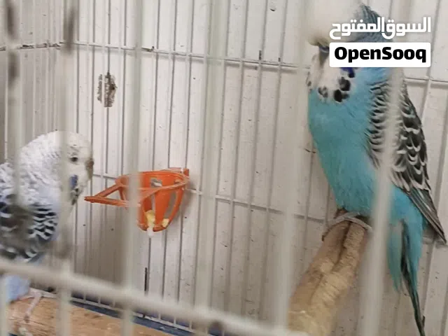 جوز حب انجليزي مستوى