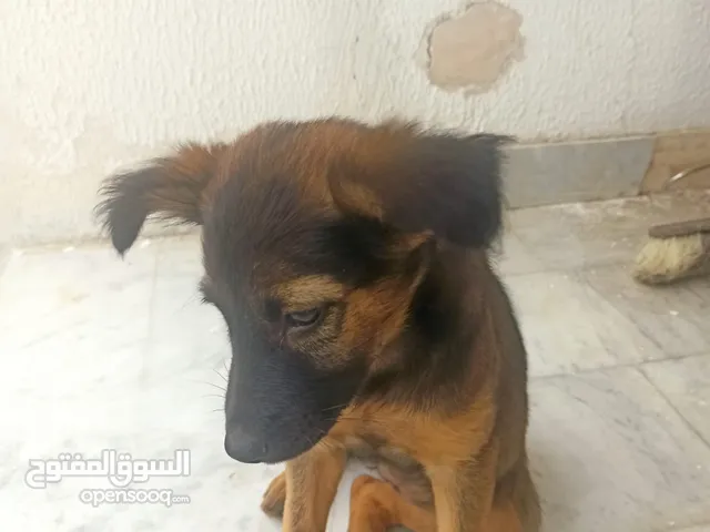 Female short hair German Shepard puppy