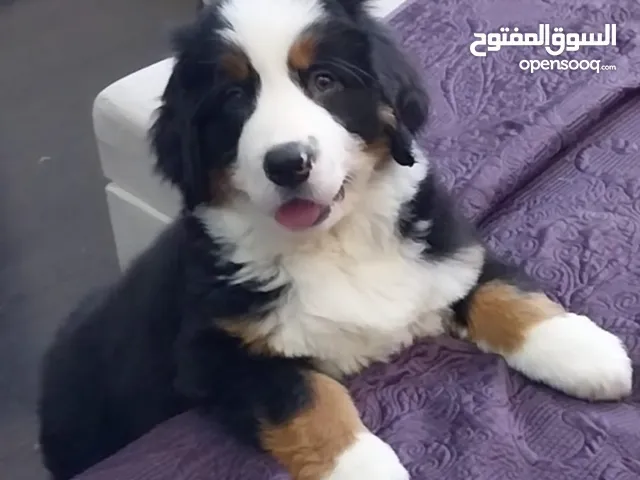 Bernese Mountain dog