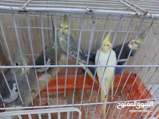 طيور كوكتيل حبات صحه ونضافه