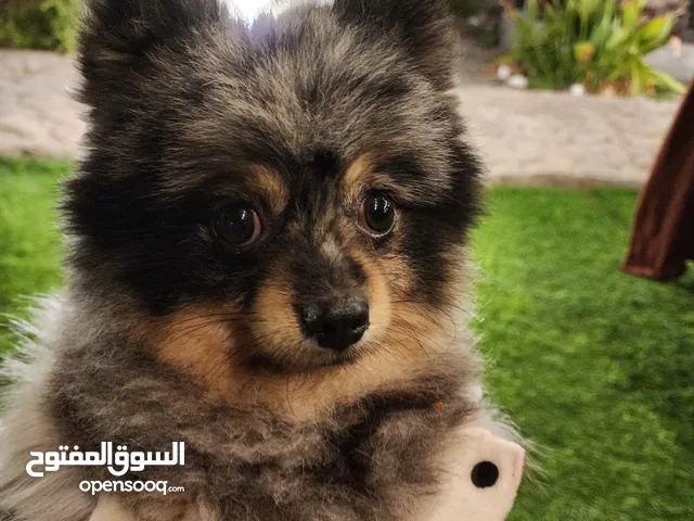 كلب بومرينان للبيع