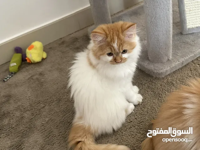 Very active and trained