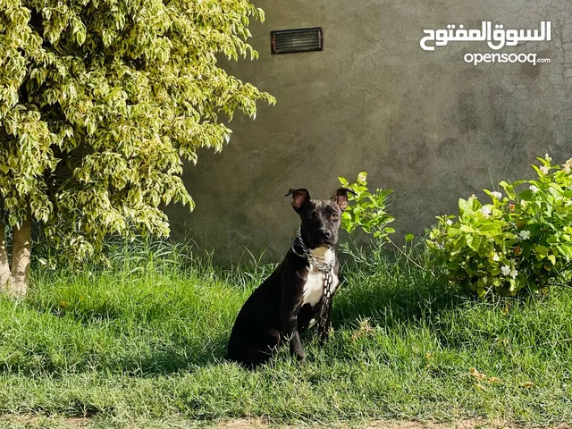 انثى بيتبول اقرا الوصف