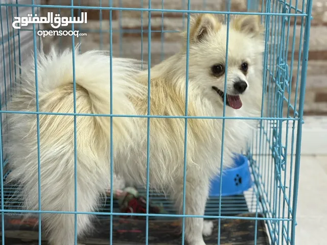 بومرينيان ذكر لعوب جدا ترباية بيت