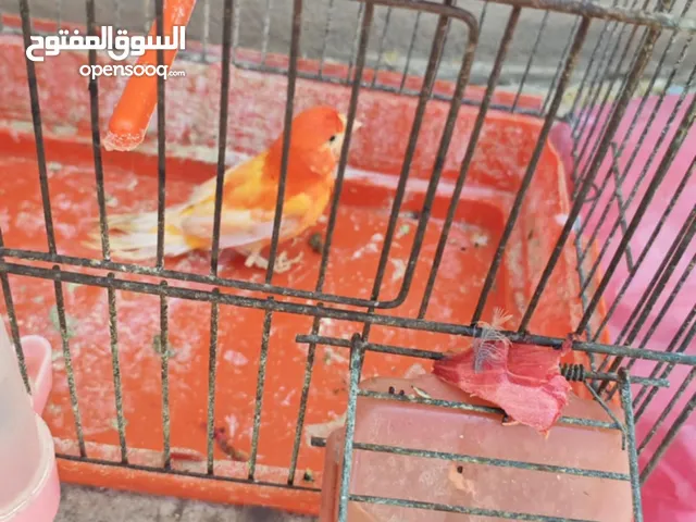 دكر كناري كيف بادي اغني