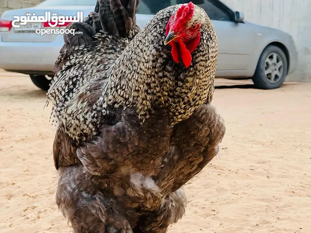 ديك براهما الله يبارك