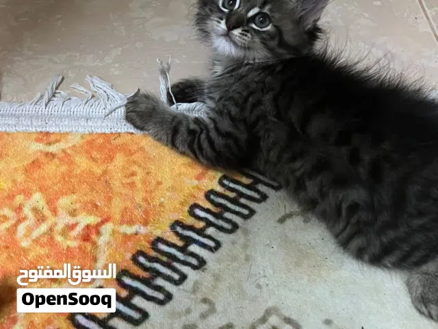 أقرا الوصف