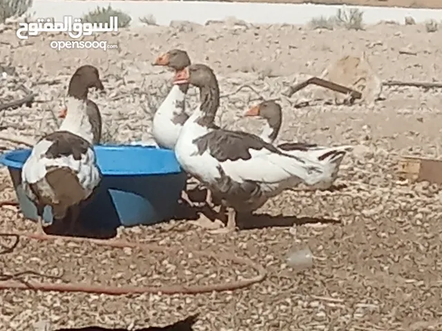 يوجد بط بلدي و وز