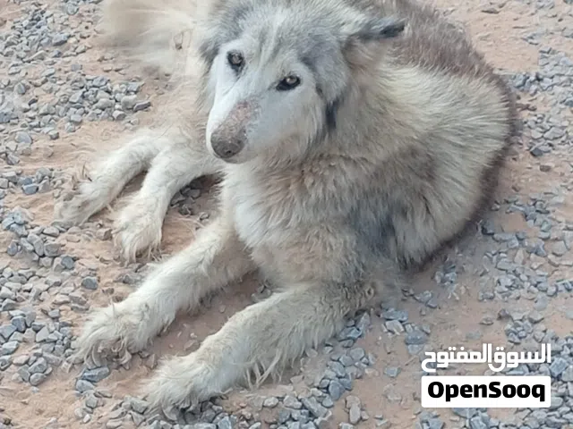 هاسكي للبيع