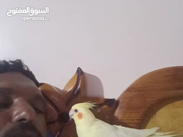زوج كوكتيل اليف