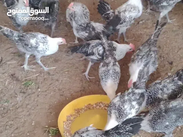 دياكة فيومي كلاسيك