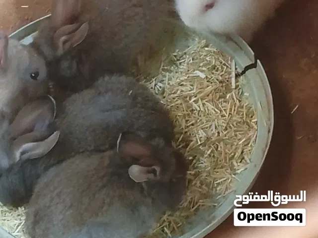 السلام عليكم