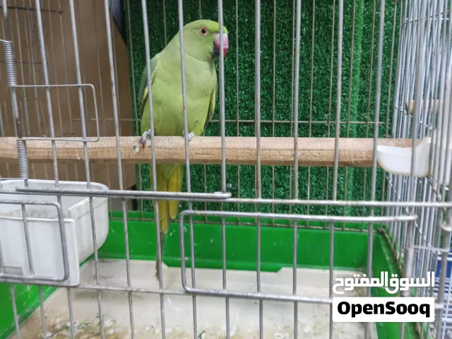 طيرة ببغاء درة مع القفص
