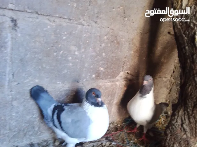 حمام للبيع