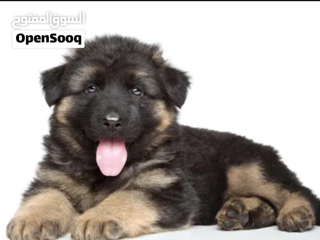 جرو جيرمن شيبرد لونق هير German Shepherd, long hair puppy