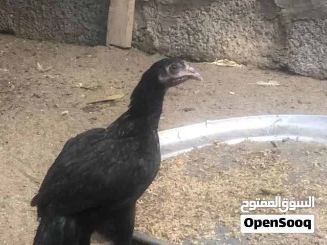 للبيع دجاج باكستانيه