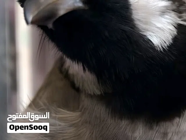 بلبل وحشي للبيع طير يقره بل وجه