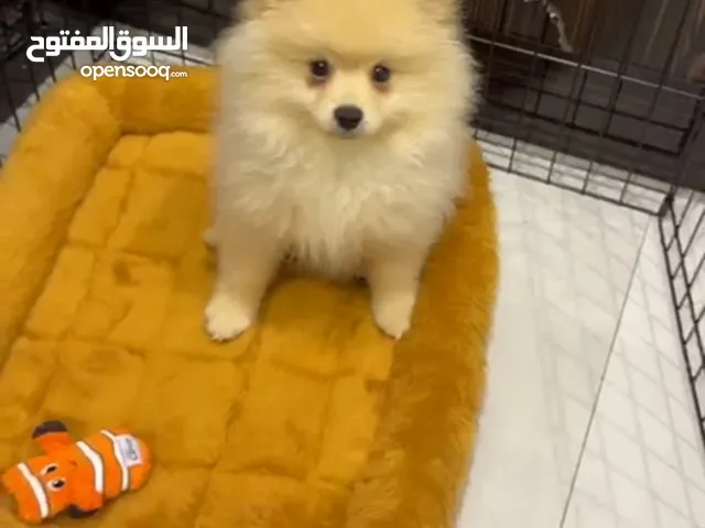 Male Pomeranian dog for sale جلب بومرينين ذكر