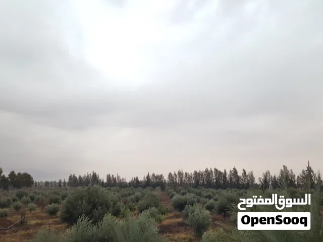 Farm Land for Sale in Zarqa Azraq