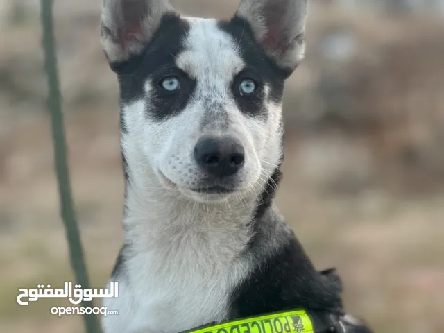 كلب هسكي عمر 6 أشهر مطعم و مع دفتر تطعيم