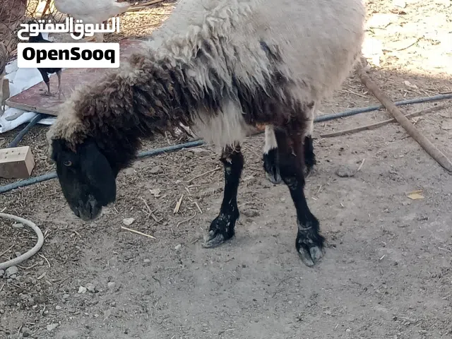 نعجه كصابه سمينه كلش وشرط الصحات مكاني بصره ابو الخصيب شارع المحكمه