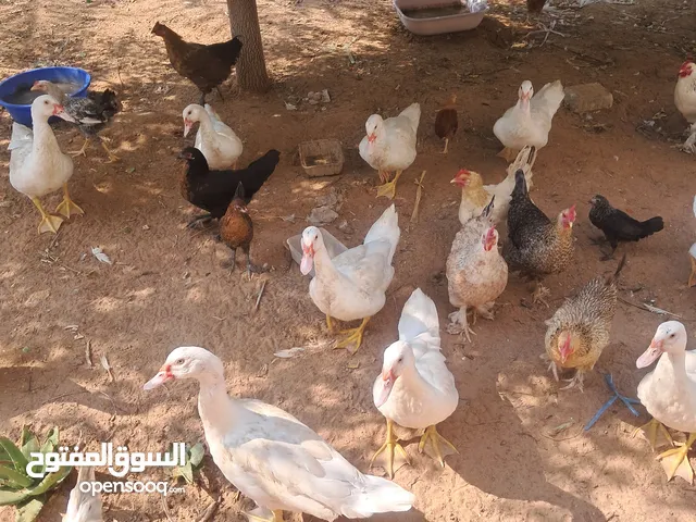 يوجد بط مصري للبيع050414720