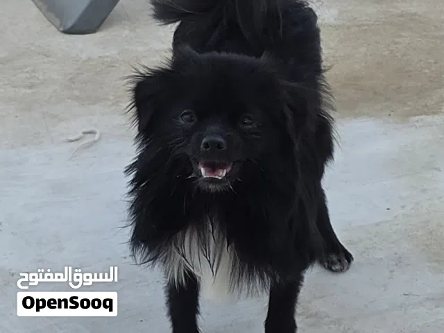 Dog For Adoption