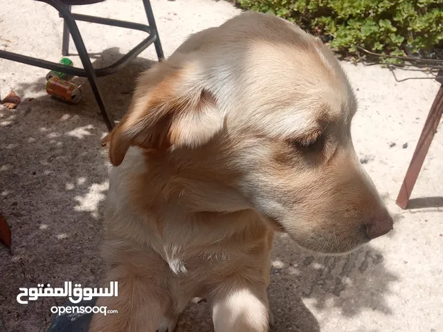 كلبه جولدن للبيع