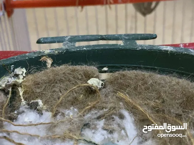 جوز تحتهم ثلاث بيضات جوز عل اول