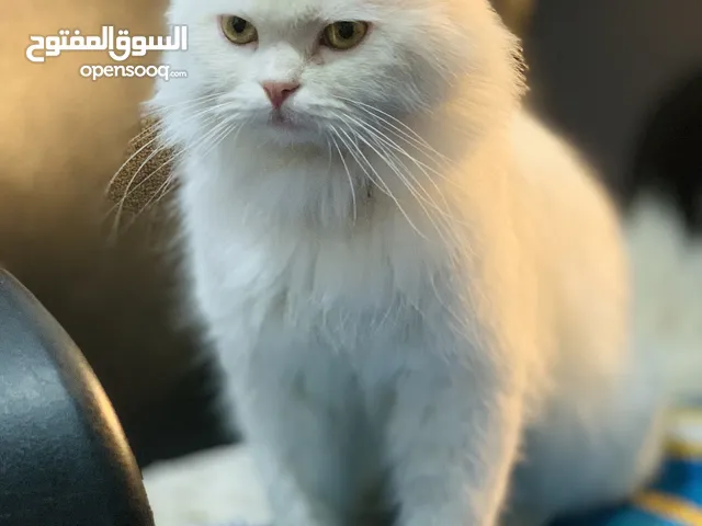 قط شيرازي لطيف جداً