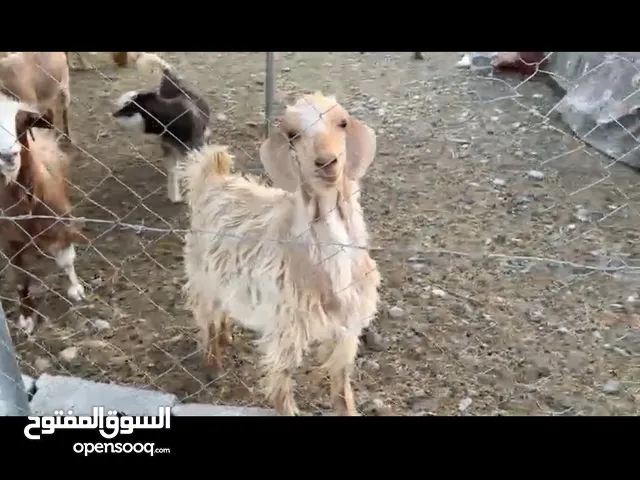 تيس جامودي