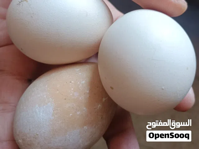 متوفر بيض طاووس