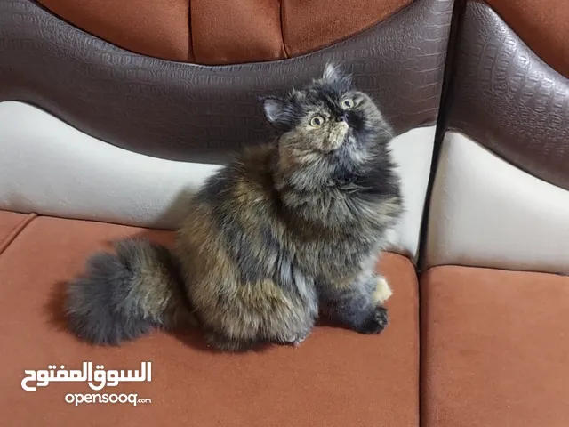 للتبني قطة بيرشن انثى عمر 7 اشهر
