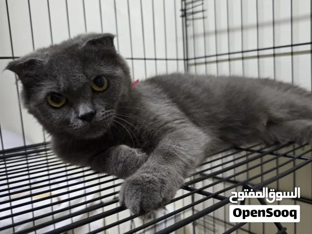 pure Scottish fold ( female )