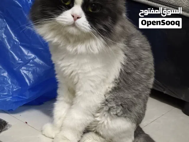 قطة بيت شيرازي للتبني