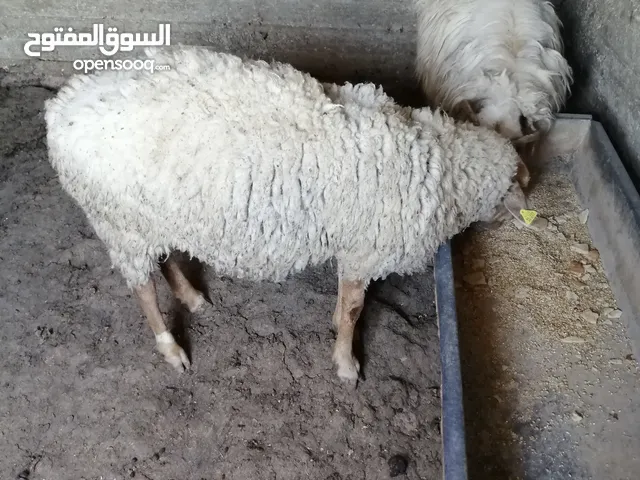 ثنيه رومانيه سنان اللبن للبيع