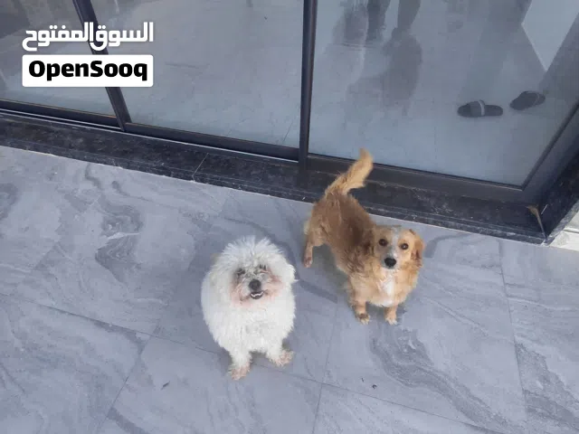 كلب زينه للببيع