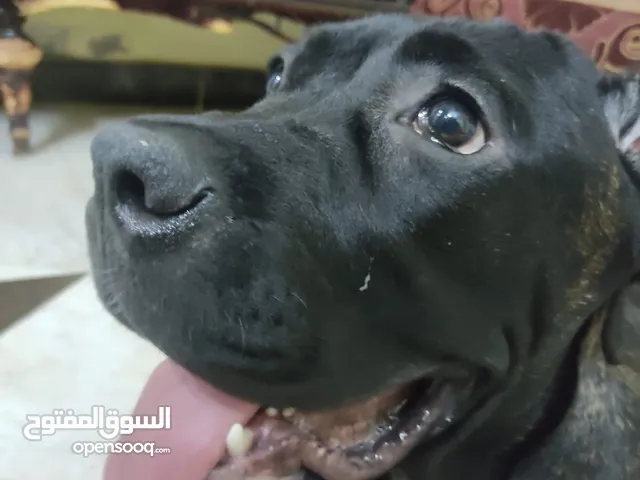كلبين كين كورسو ايطالى 6شهور مخلصين تطعيم كامل معاهم شهادتهم و ورق النسب