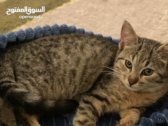قطط إناث لتبني أعمارهم سنه