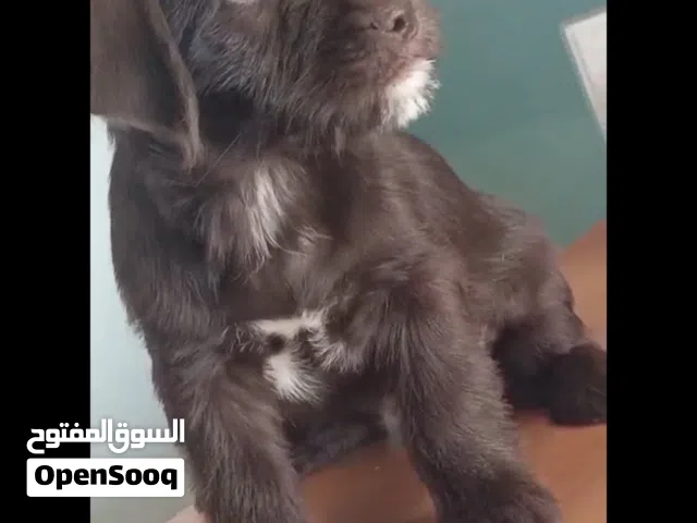 Rehoming Cuties and sweet Dogs