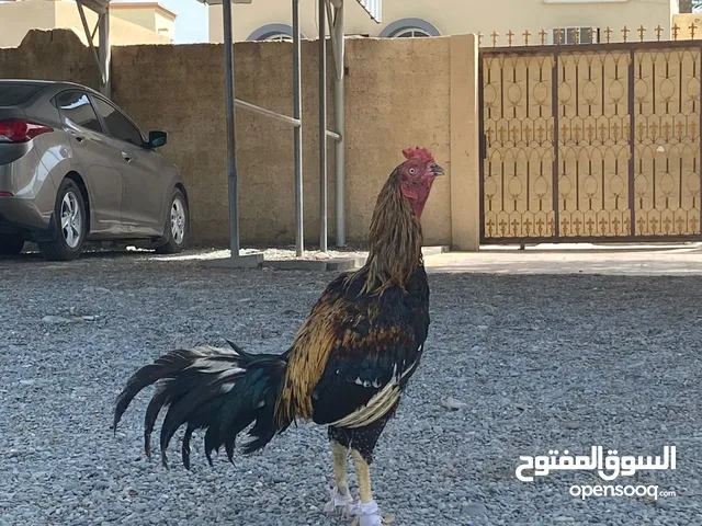 طير بجابي سندي