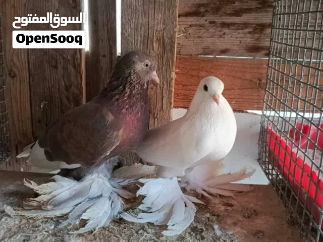 كوبيات هزاز وكوبية تاكلاء وقولد