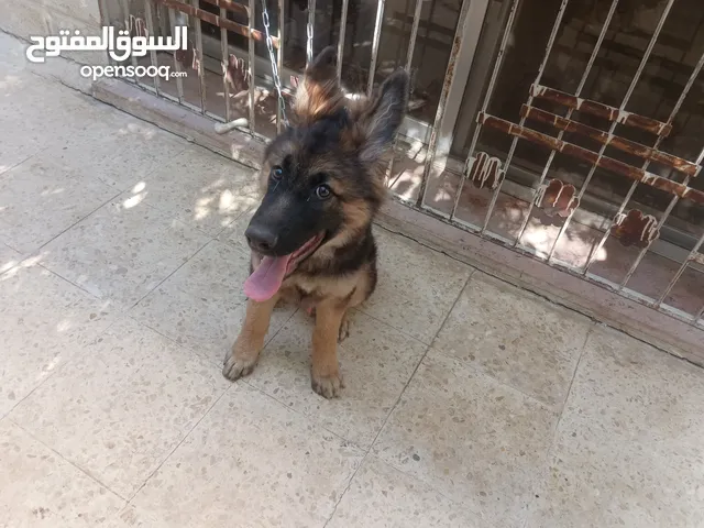 German shepherd -جرو جيرمان شيبرد مميز